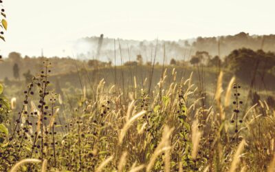 Jak zwalczać chwasty naturalnymi metodami?