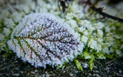Jak zabezpieczyć rośliny przed mrozem?