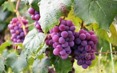 Uprawa winorośli w ogrodzie: krok po kroku