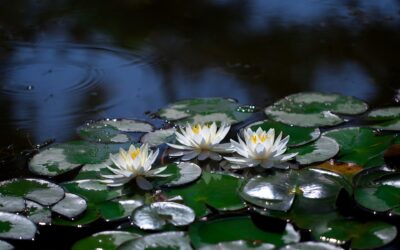 Budowa ogrodu wodnego: krok po kroku